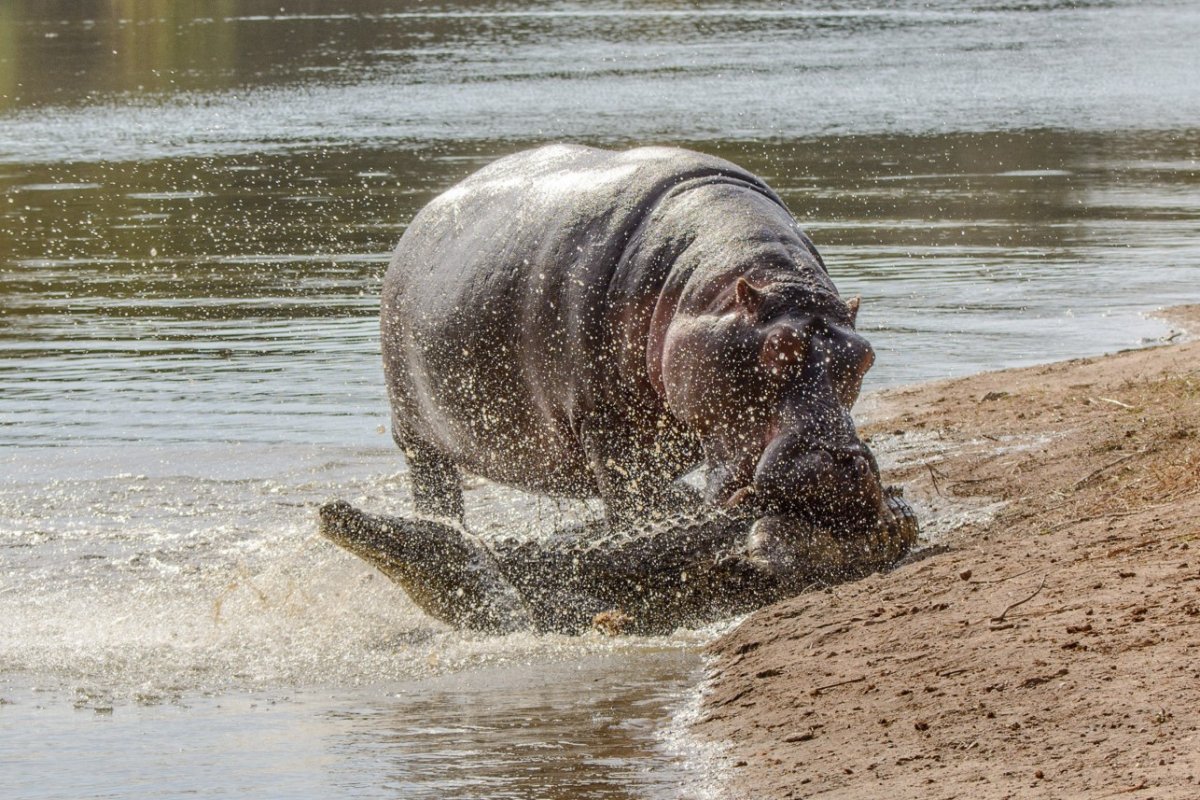 Бегемот бегает