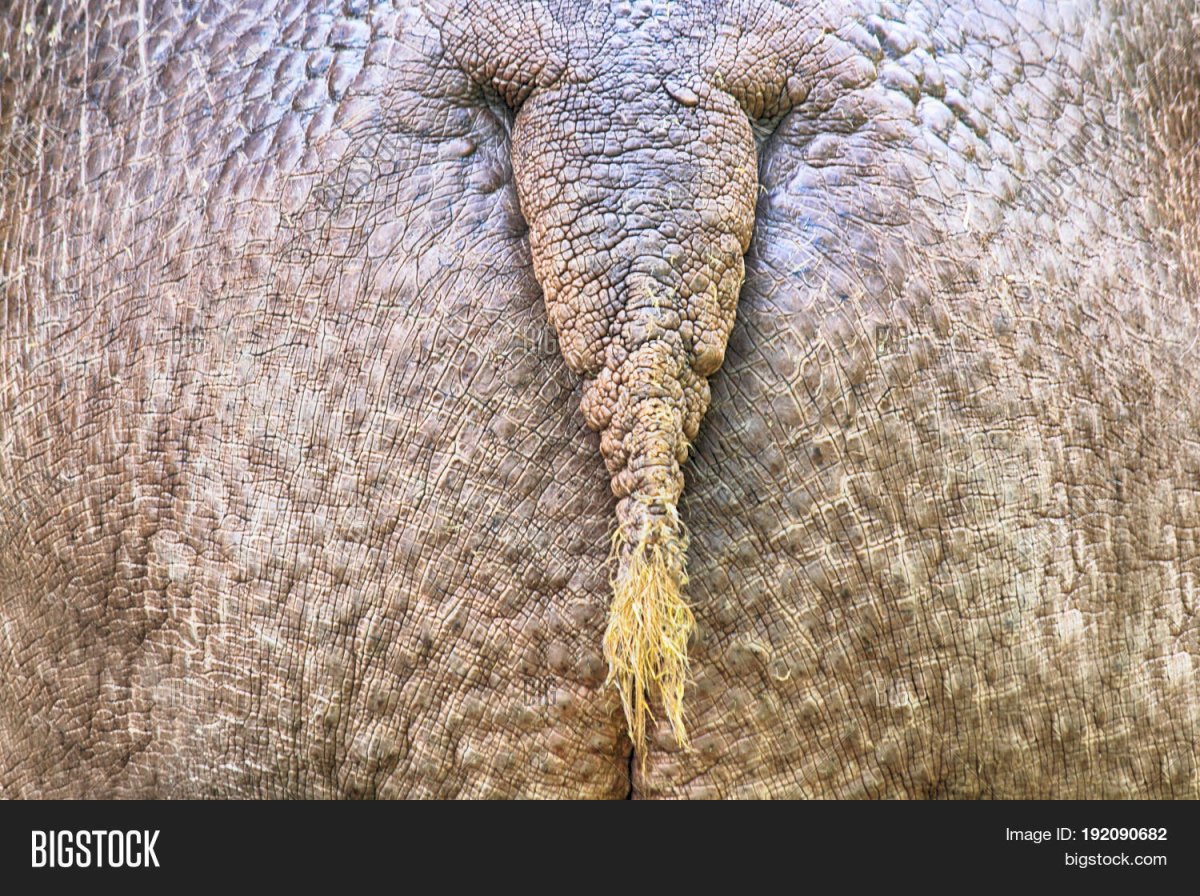 Гиппопотам акварелью