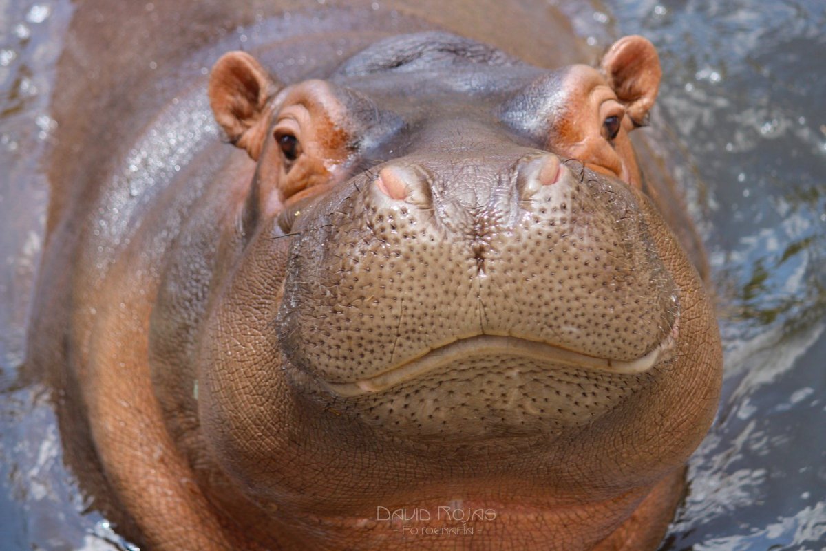 Бегемотик акварель