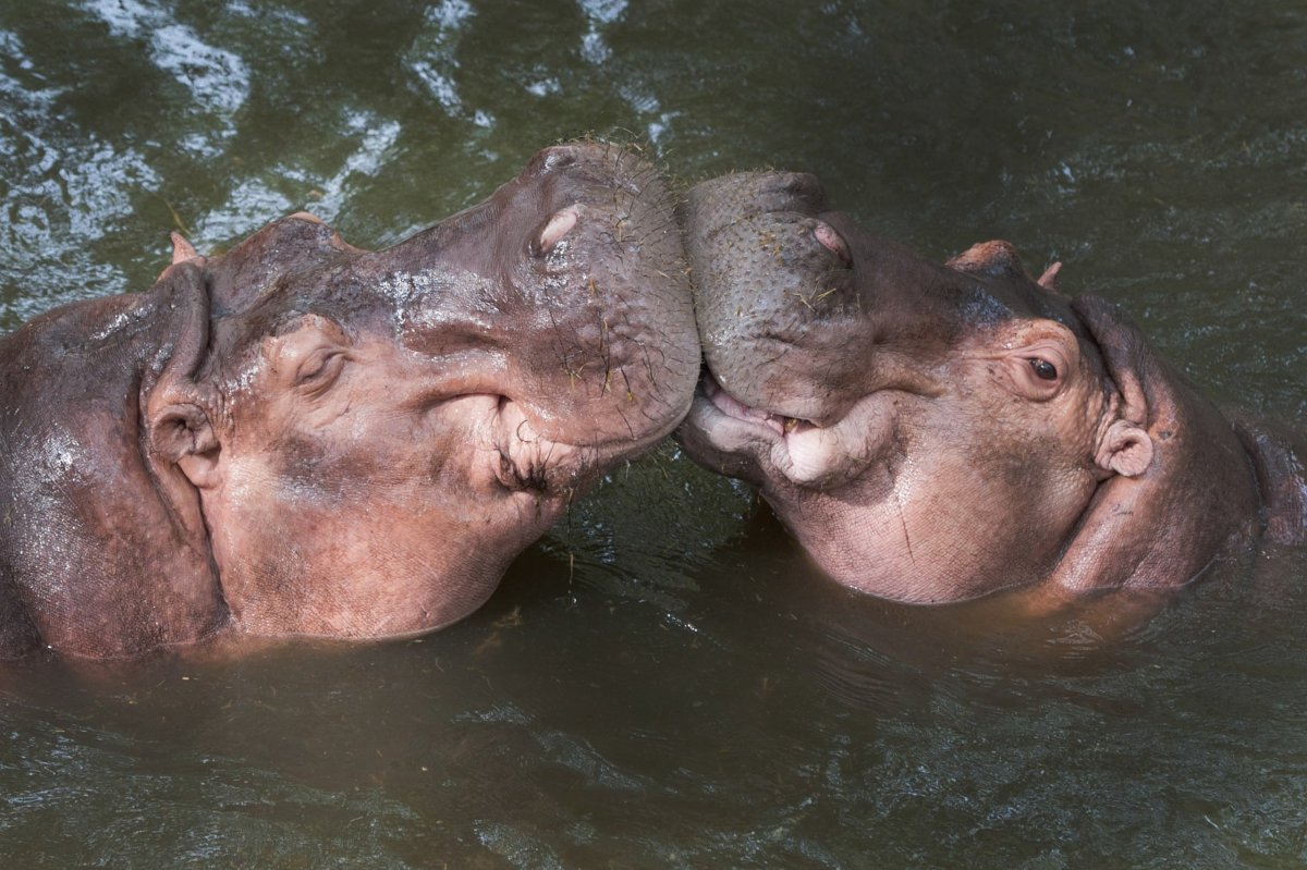 Тело бегемота на белом фоне