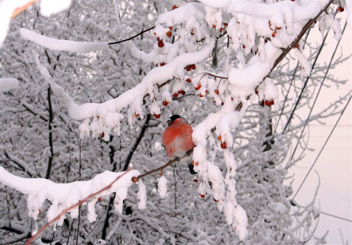Еловые лапы в снегу