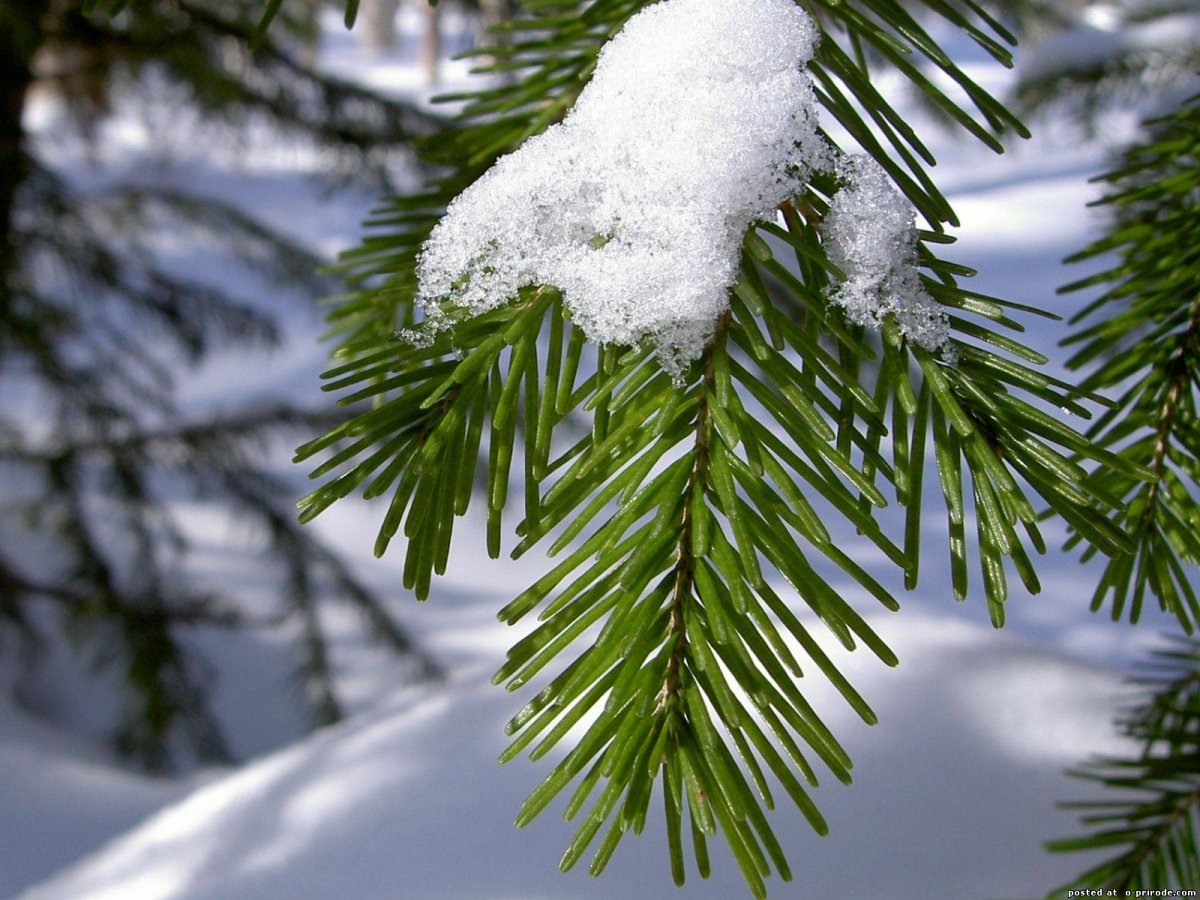 Зимний пейзаж