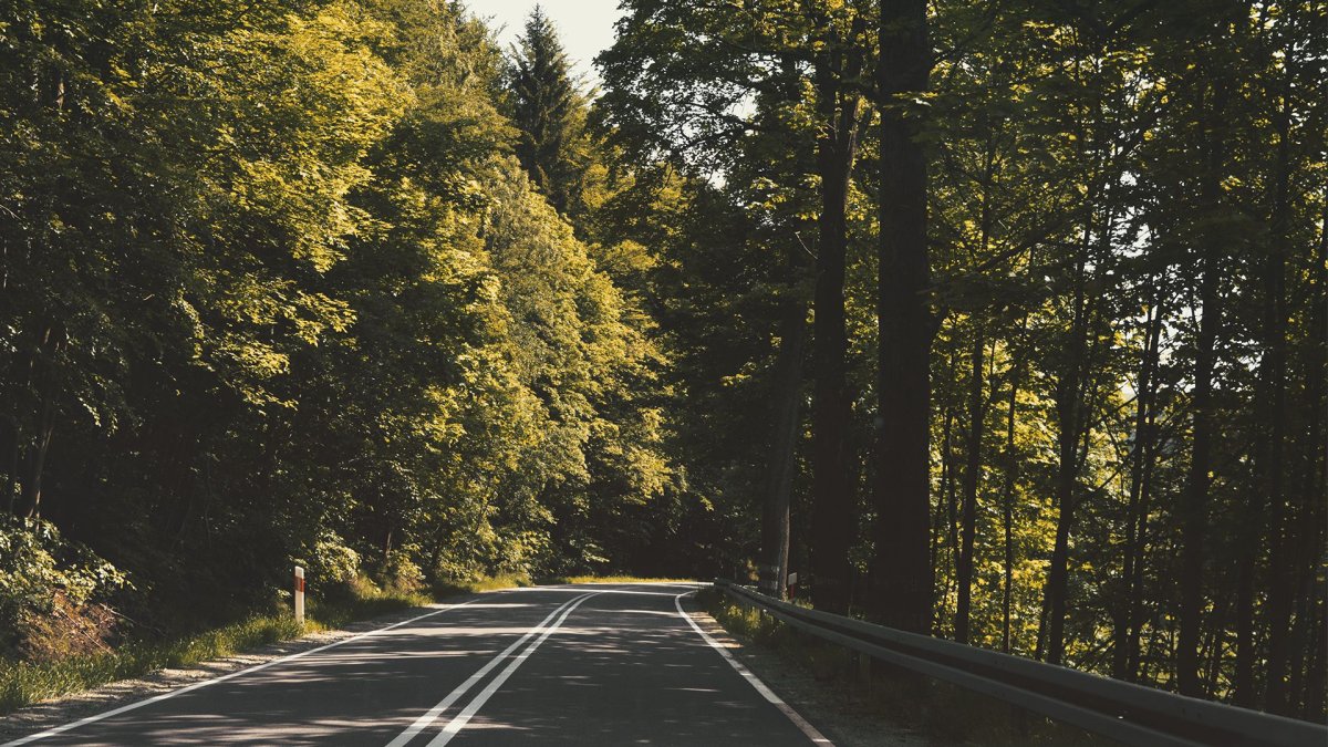 Асфальтированная дорога в лесу