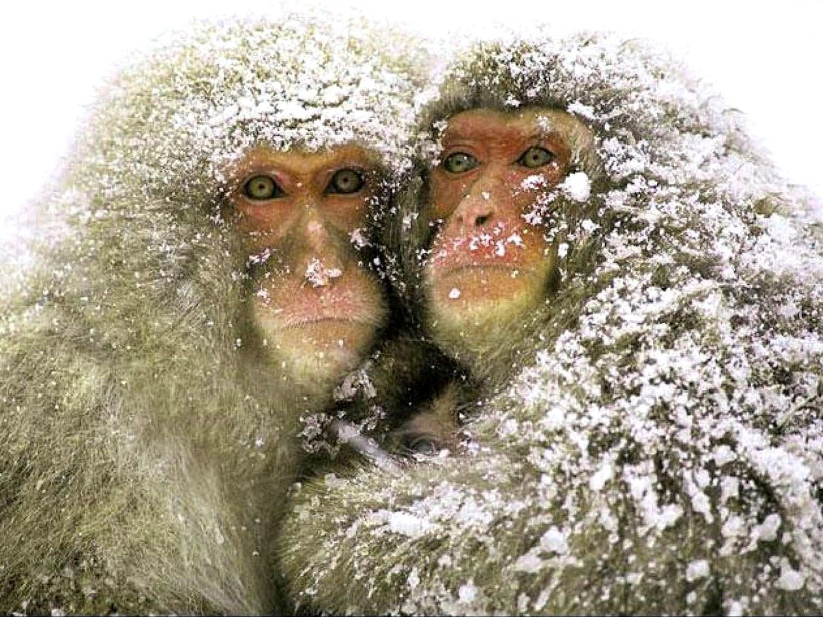Замерзшая обезьяна