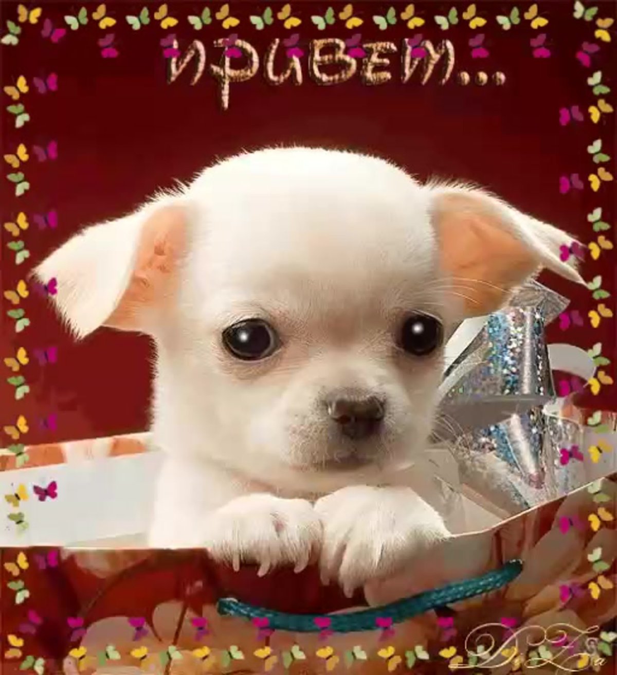 Красивые собачки