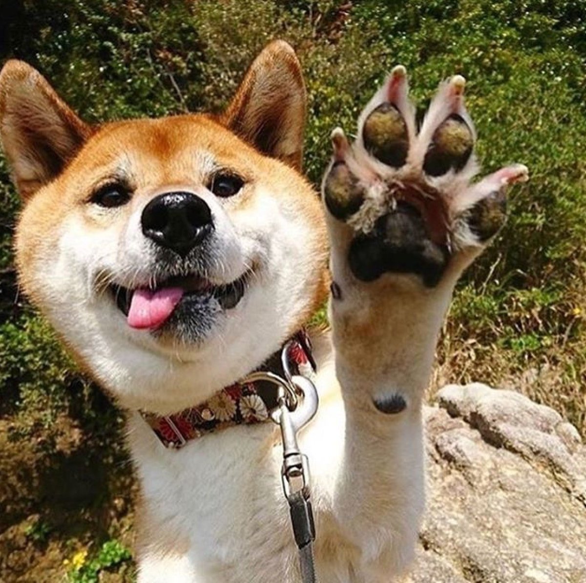 Собака здоровается