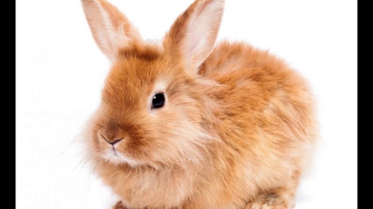 Декоративный кролик на белом фоне