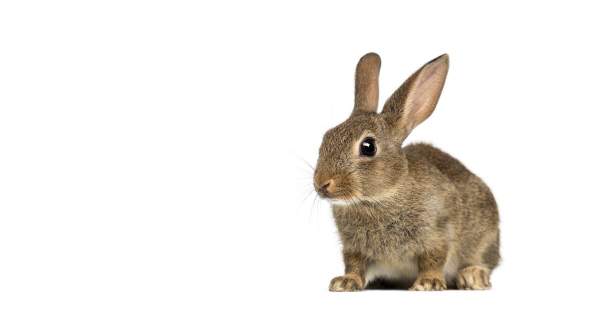 Заяц на белом фоне для детей