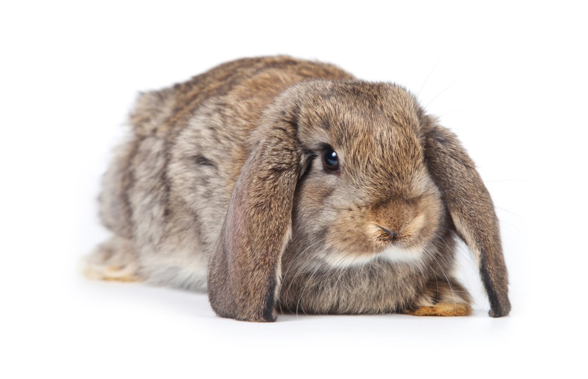 Кролик на белом фоне