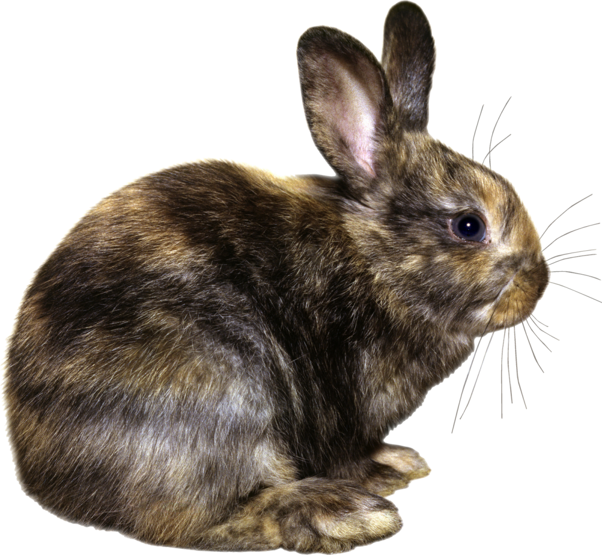 Кролик на прозрачном фоне