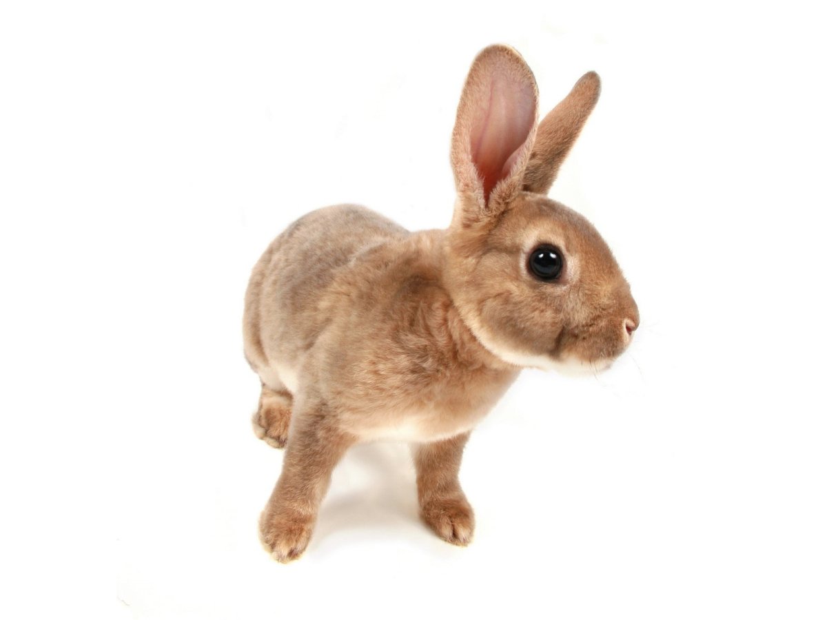 Кролик на белом фоне