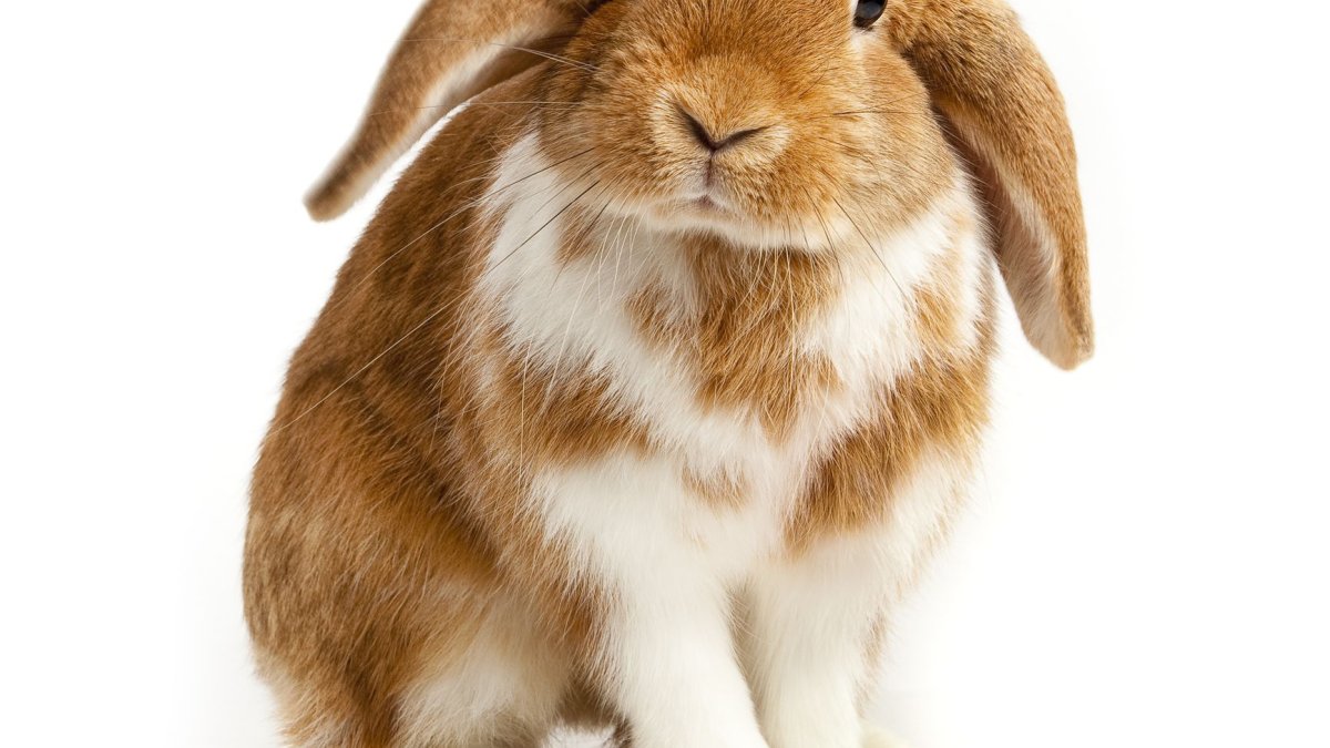 Итальянский кролик