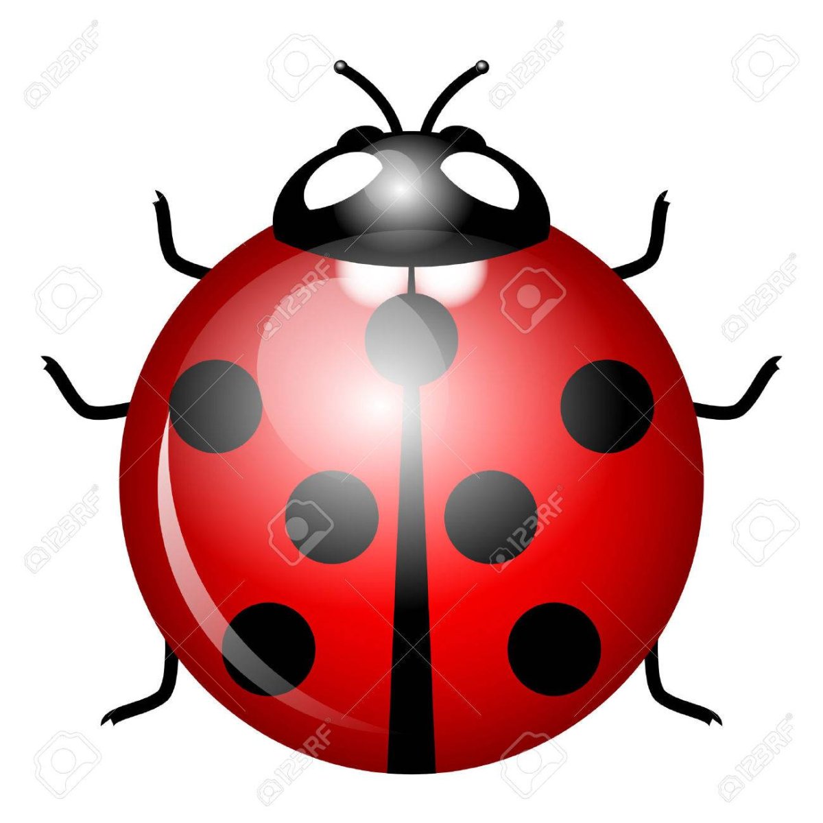 Божья коровка с 10 точками