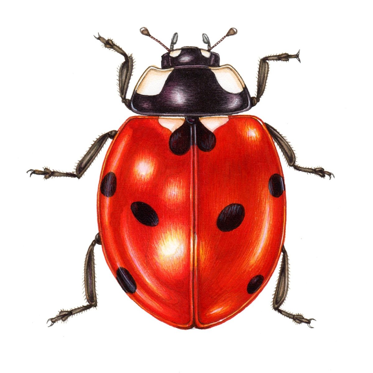 Божья коровка без точек на белом фоне