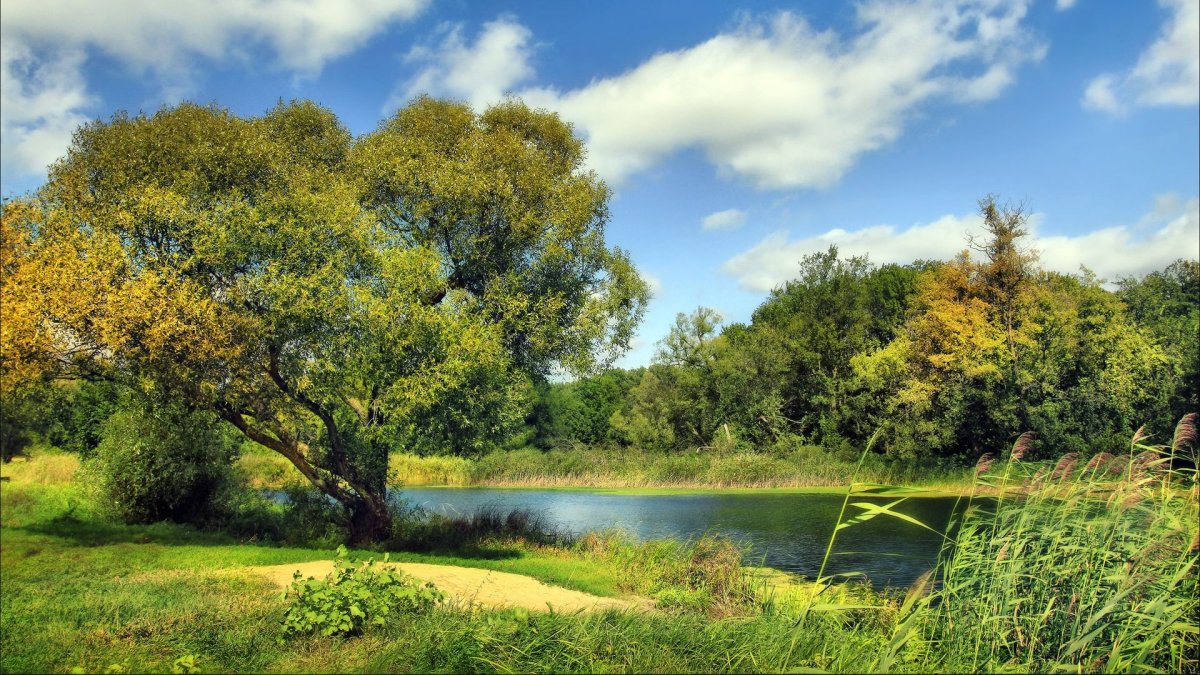 Лето река деревья