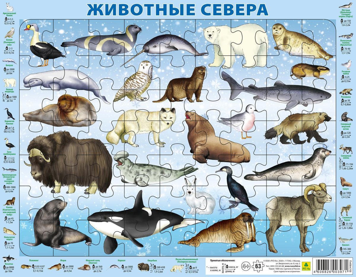 Северные животные для детей