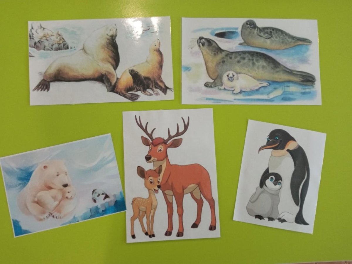 Животные Арктики