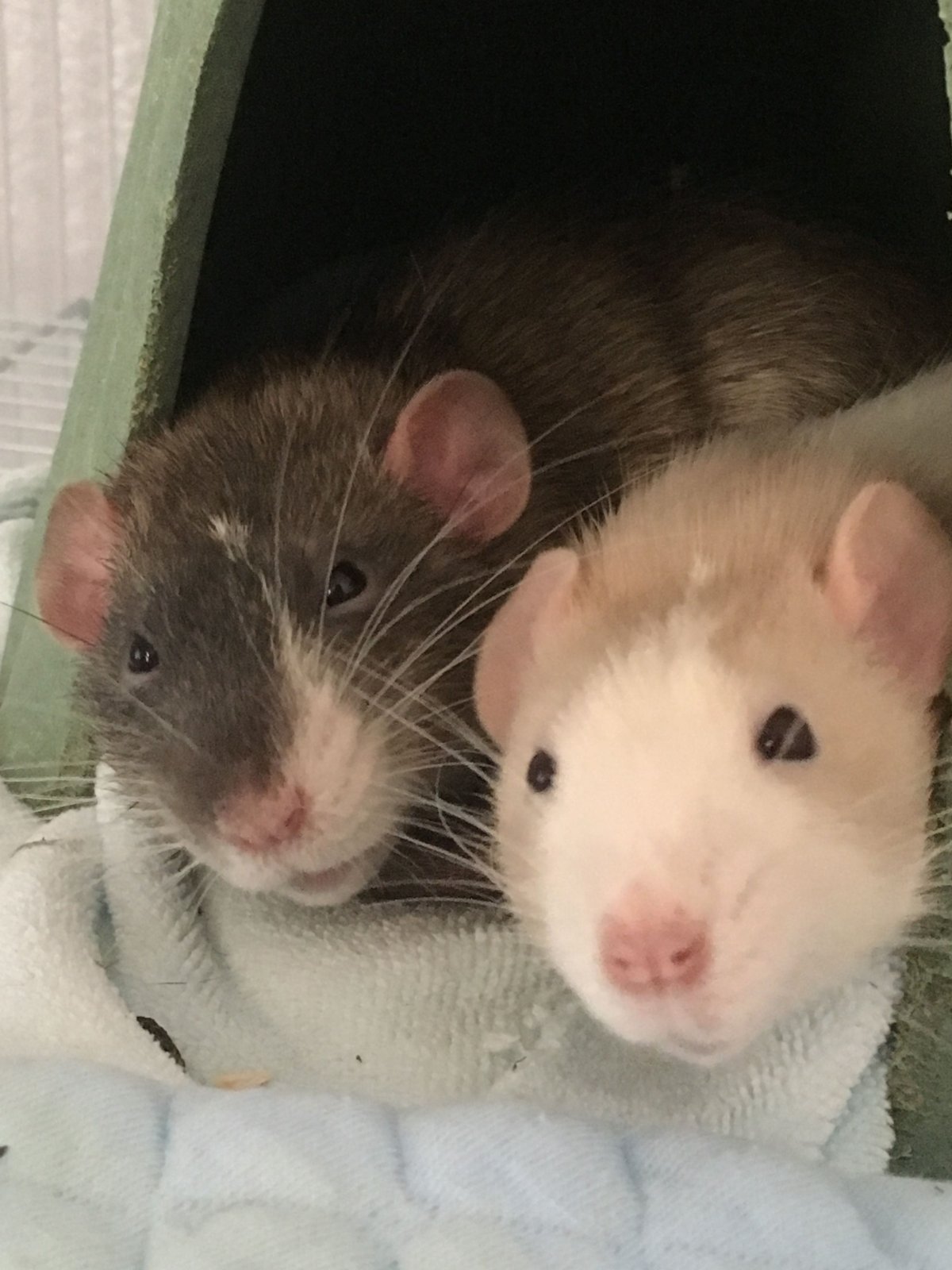 Две милые крыски