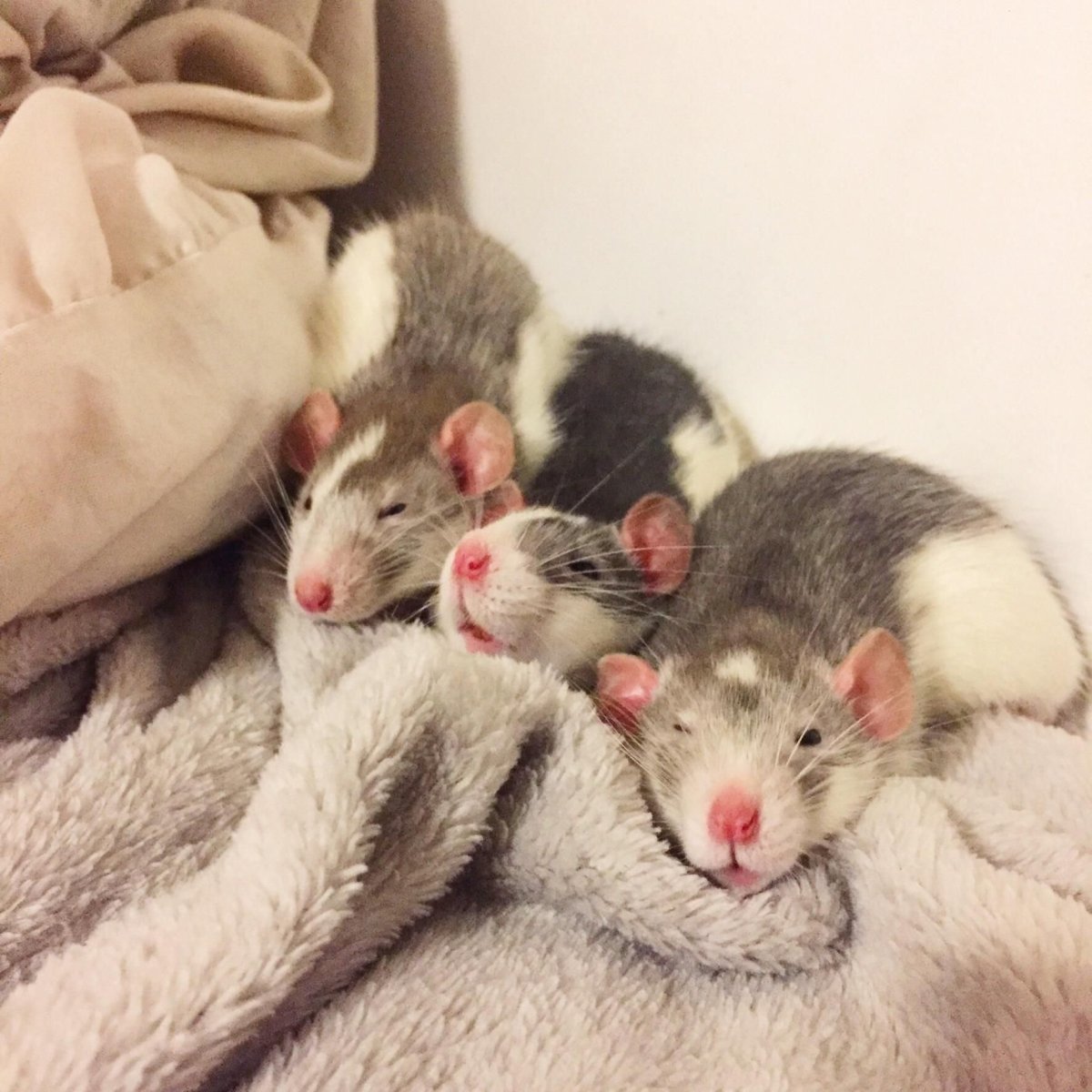 Милые крыски