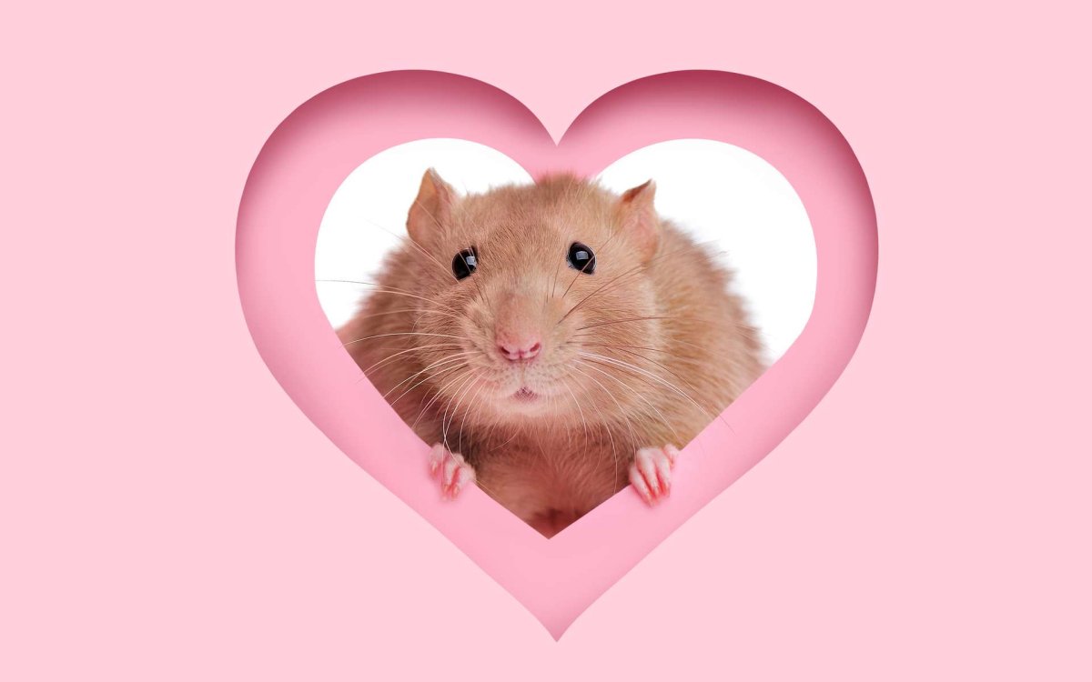 Крыса с сердечком