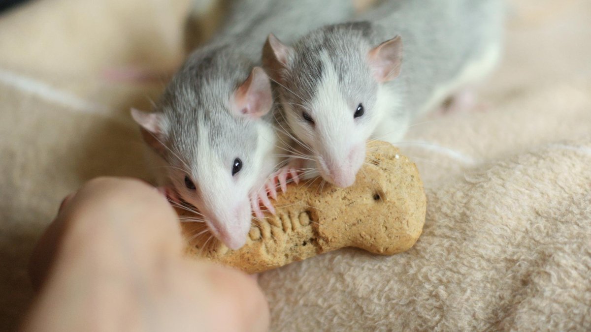 Крысята малыши