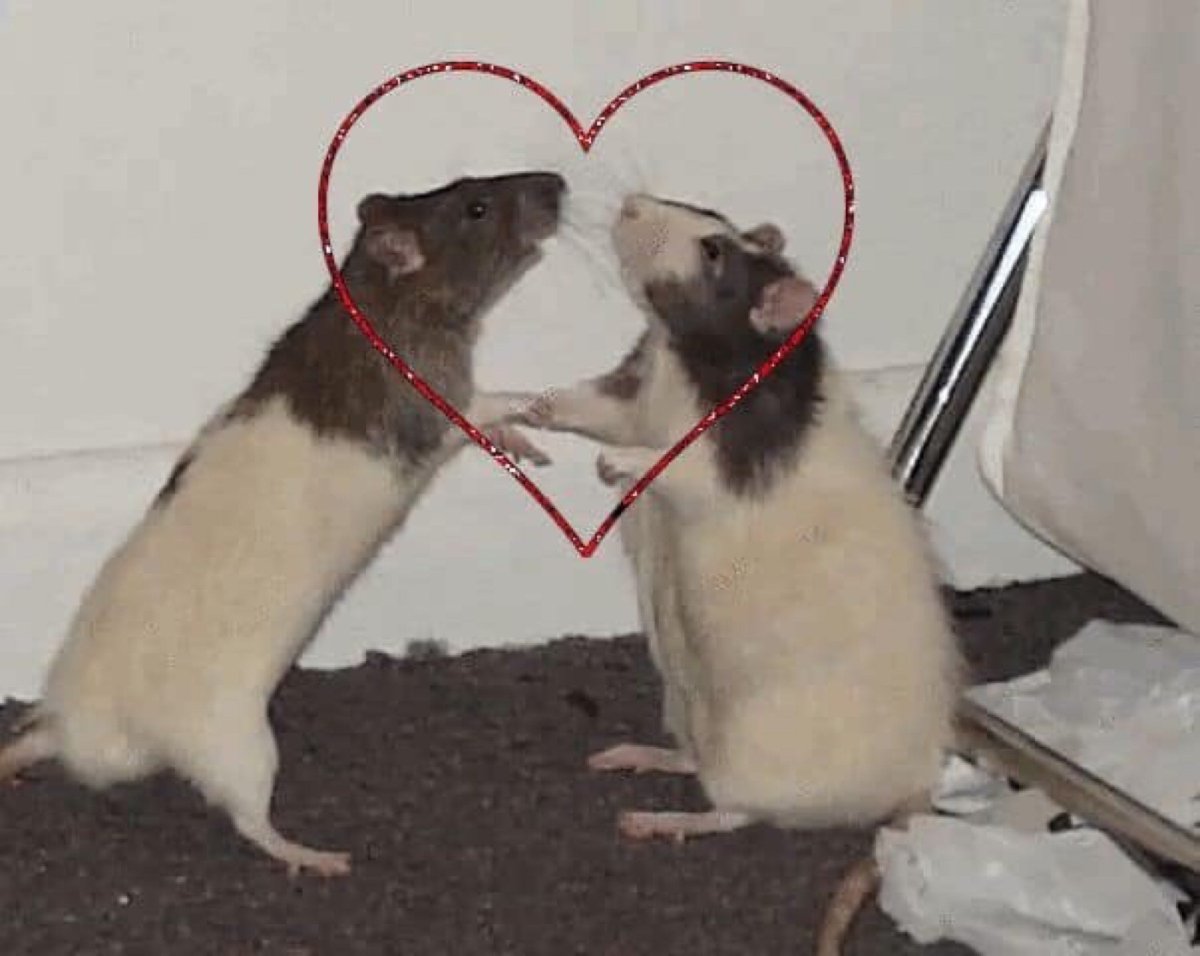 Крысы подруги