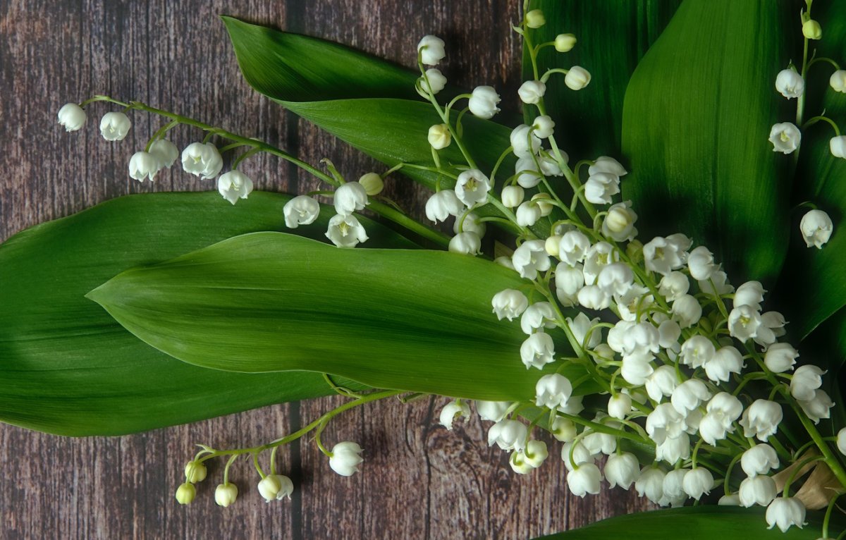 Доброе утро Ландыши