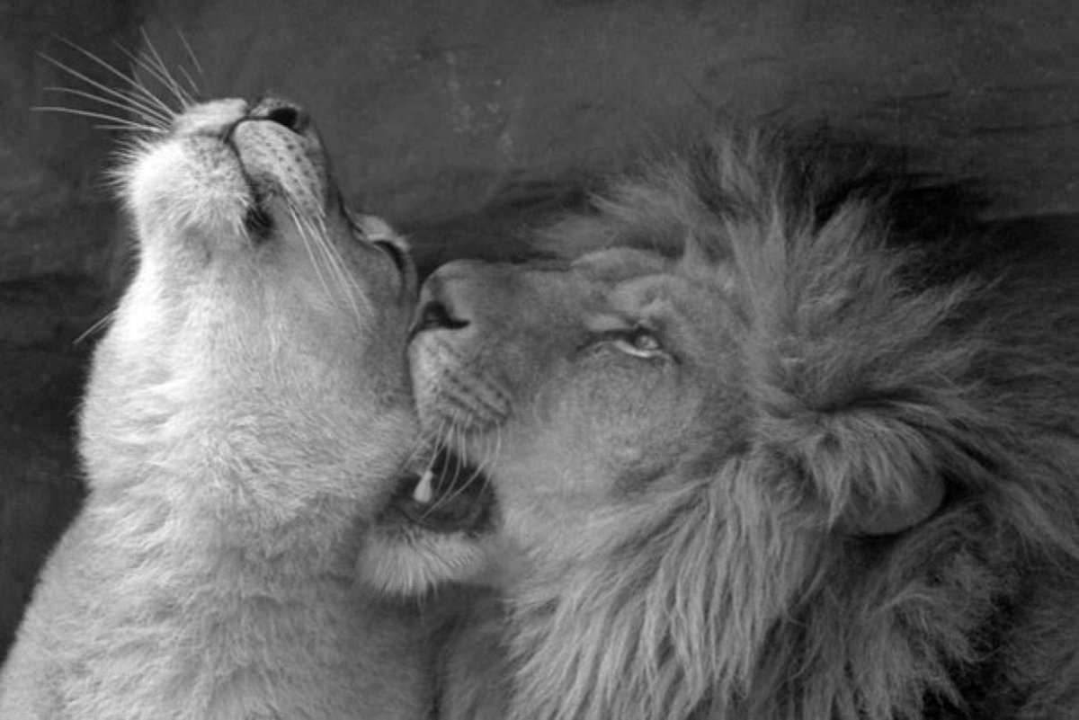 Картинки нежности