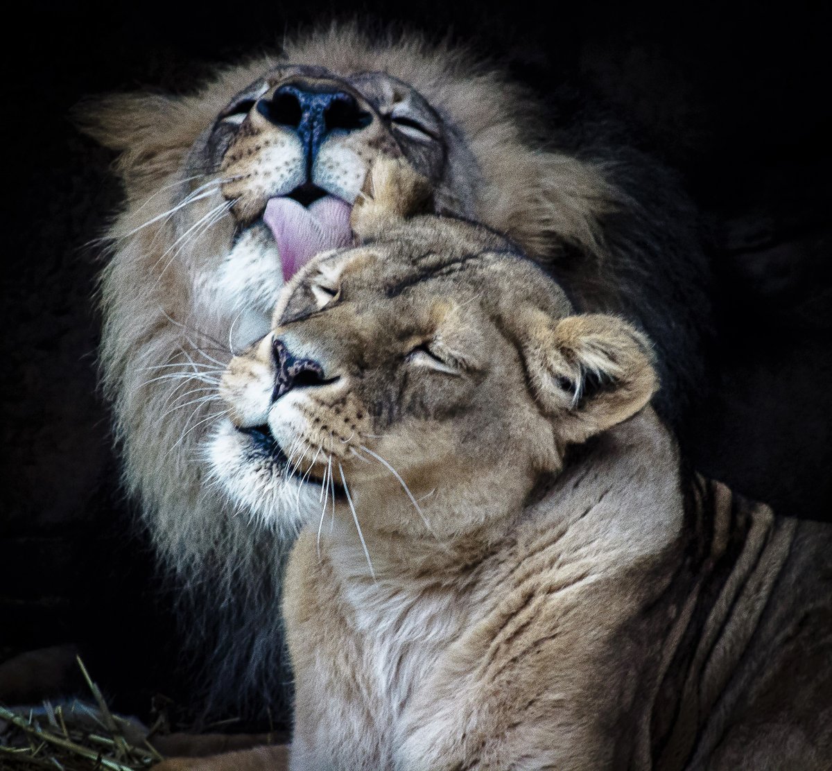 Картинки влюбленных животных