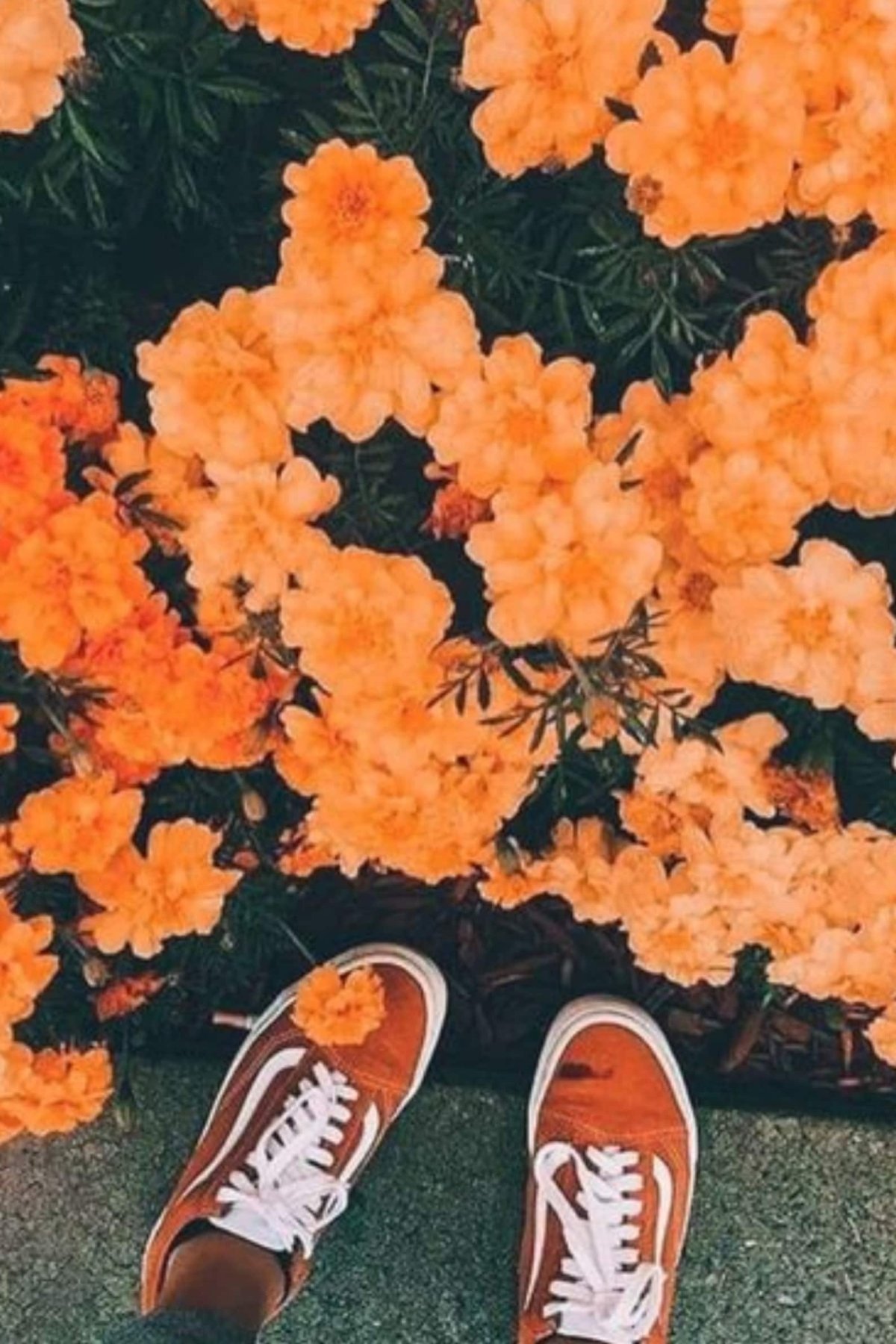 Оранжевые цветы Эстетика