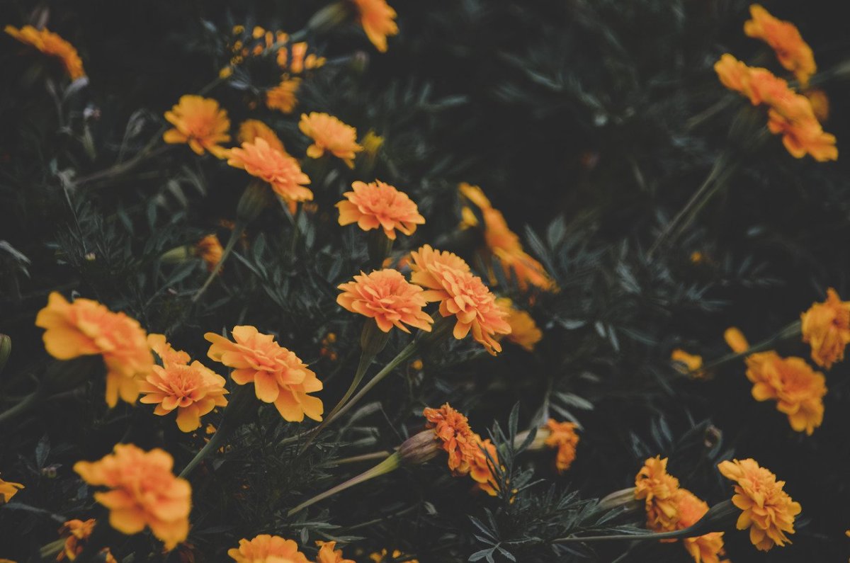 Эстетика оранжевого