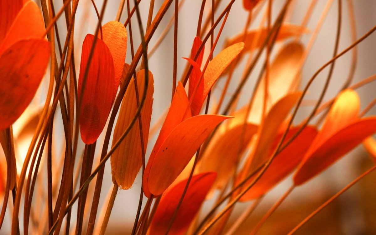 Оранжевый цвет в природе