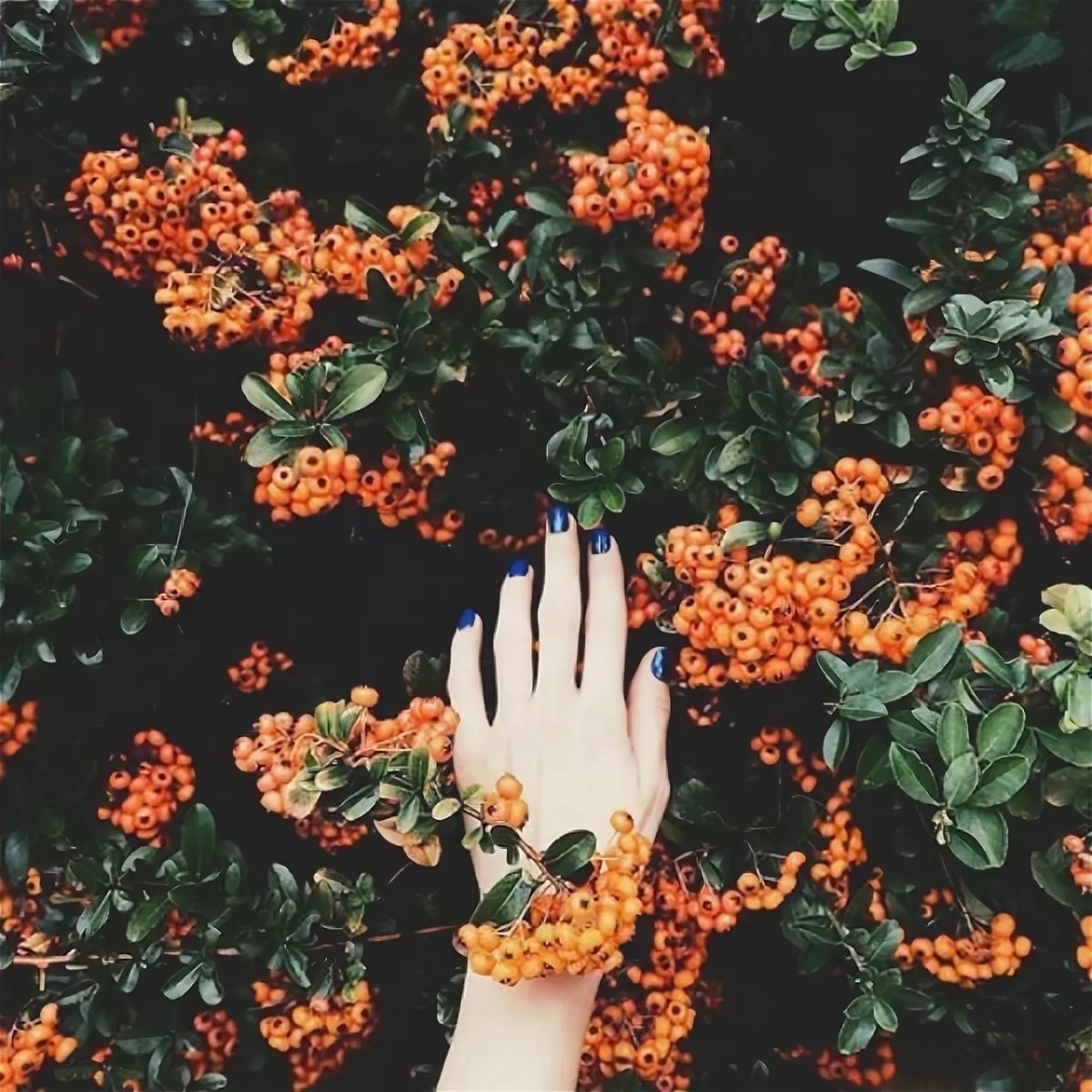 Оранжевые сохранёнки