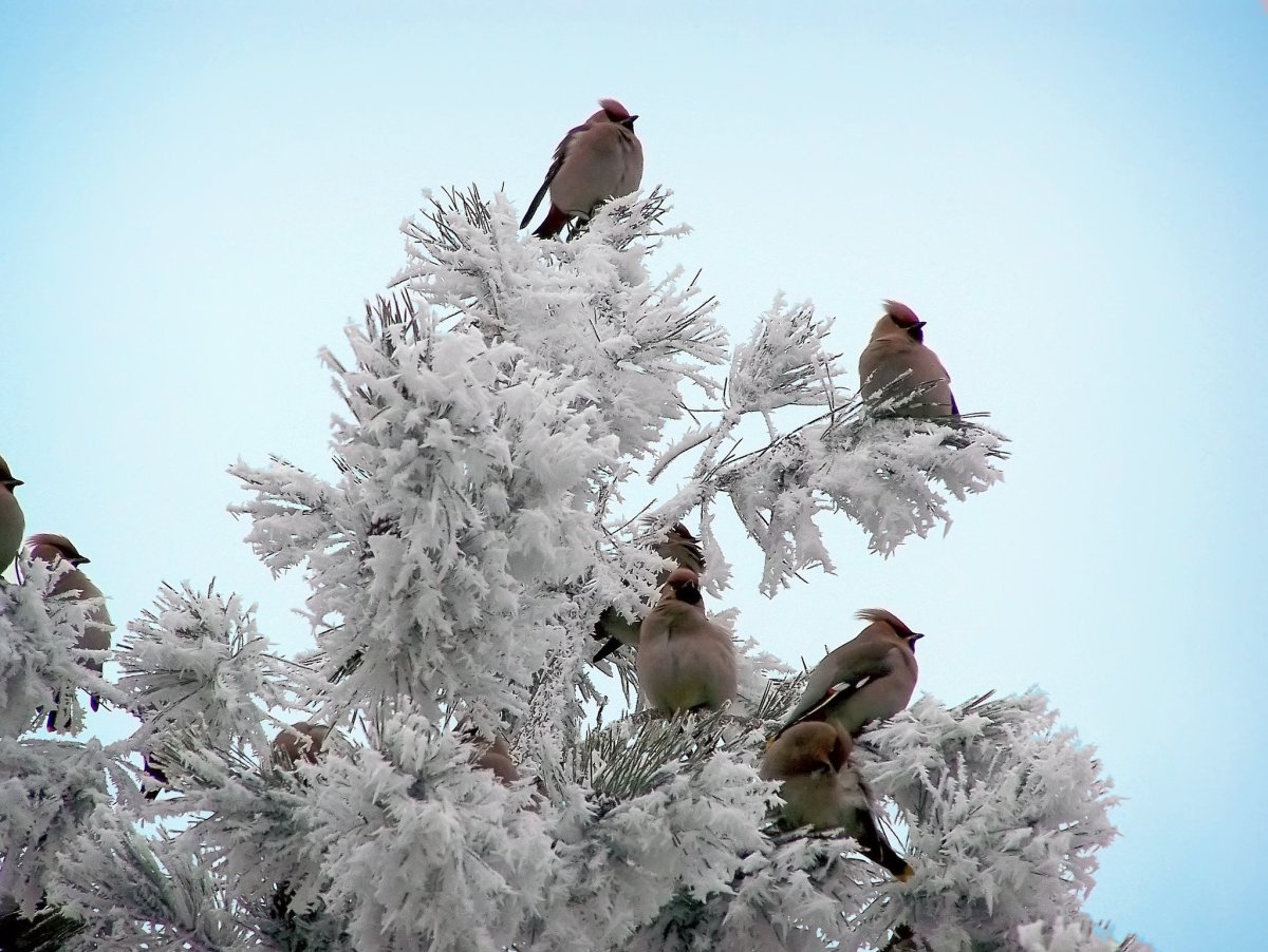 Птицы в парке зимой