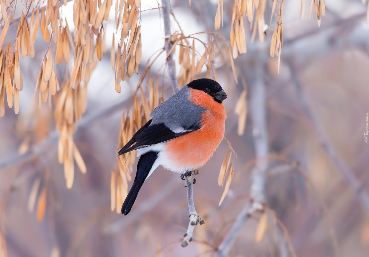Картинки на рабочий стол Снегири