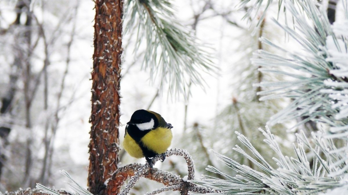 Птицы в зимнем лесу