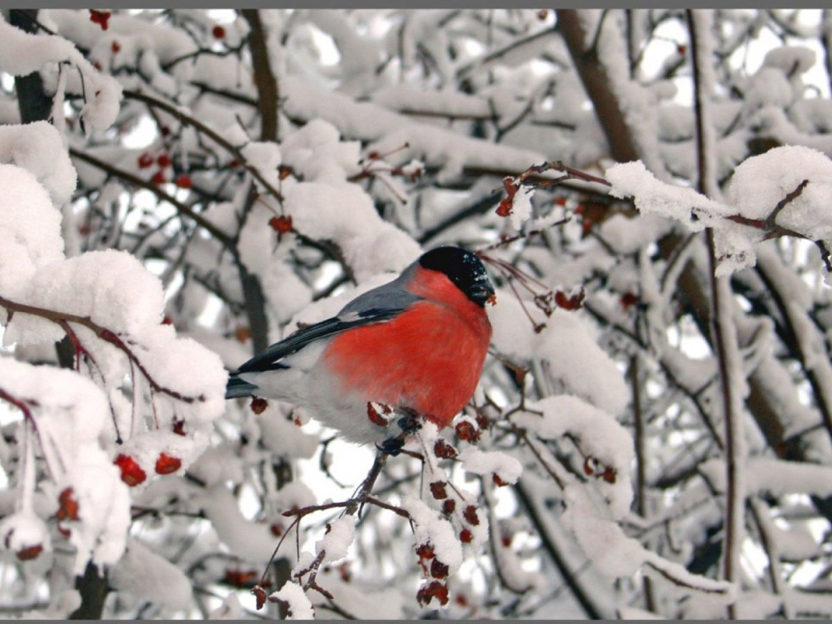 Снегири на снегу