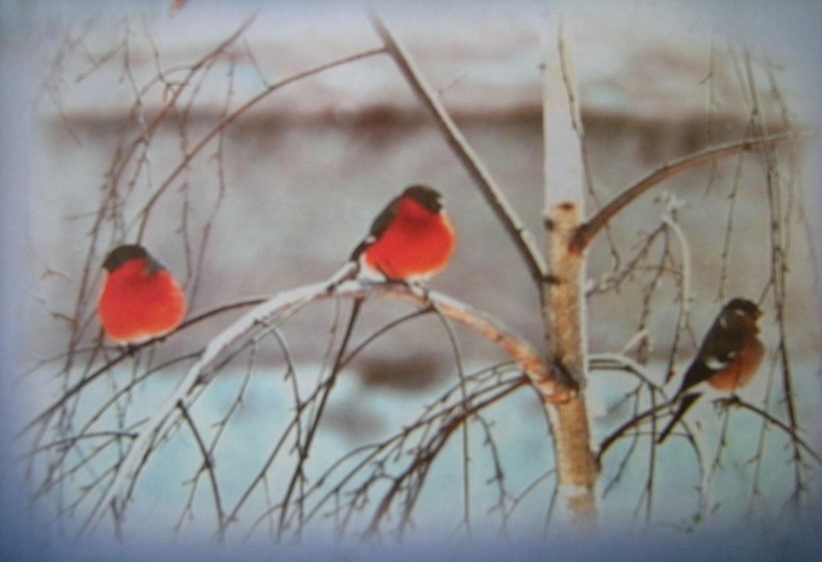 Снегири на дереве