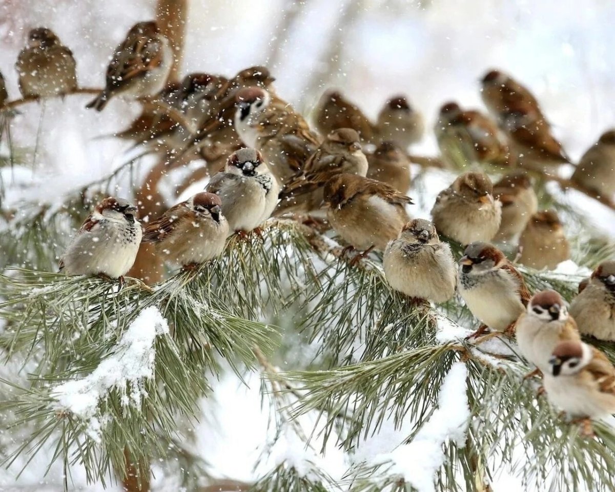 Художник Брэдли Джексон Bradley Jackson