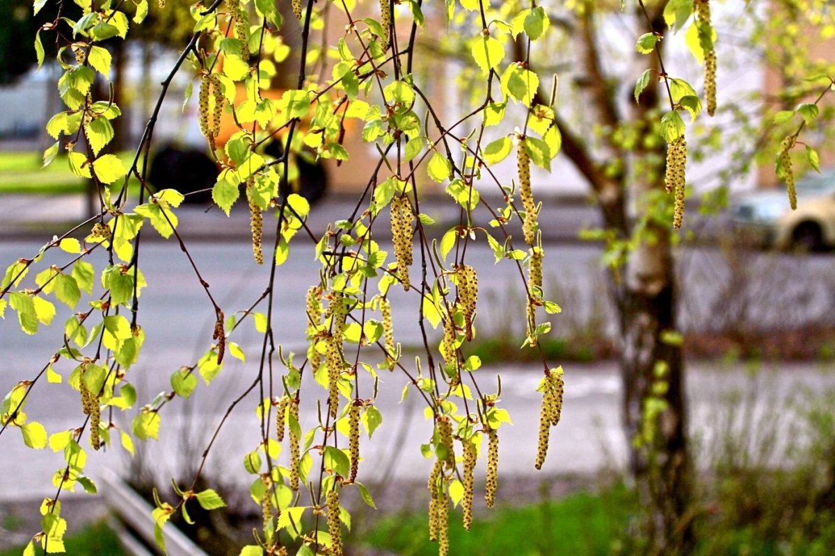 Березовые бруньки