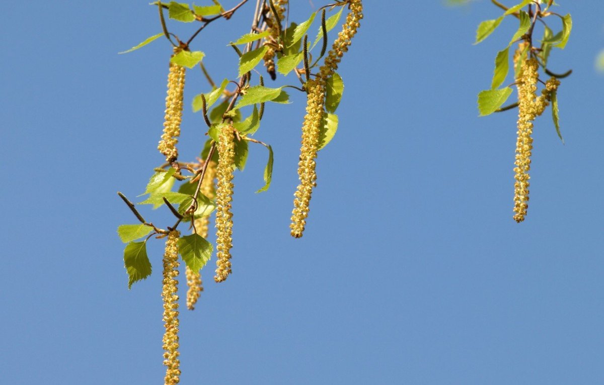 Ветка березы с сережками