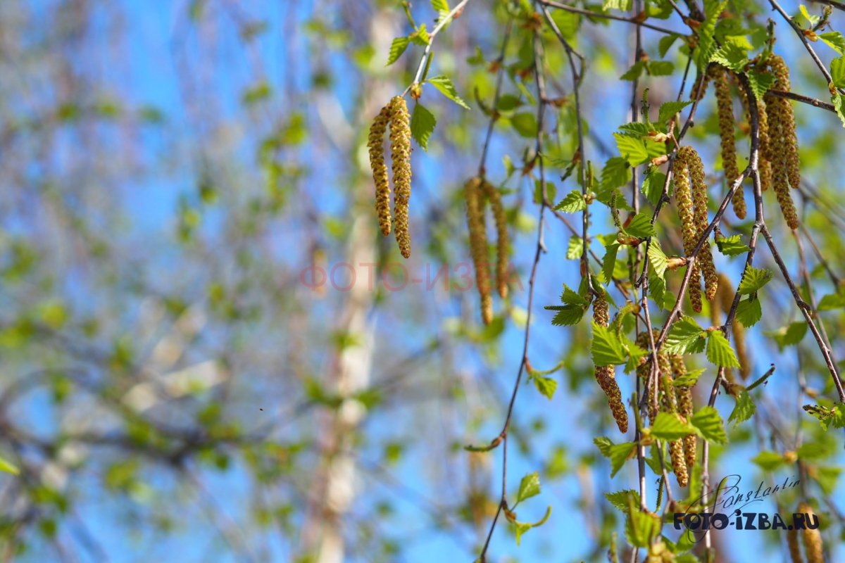 Веточка березы с сережками