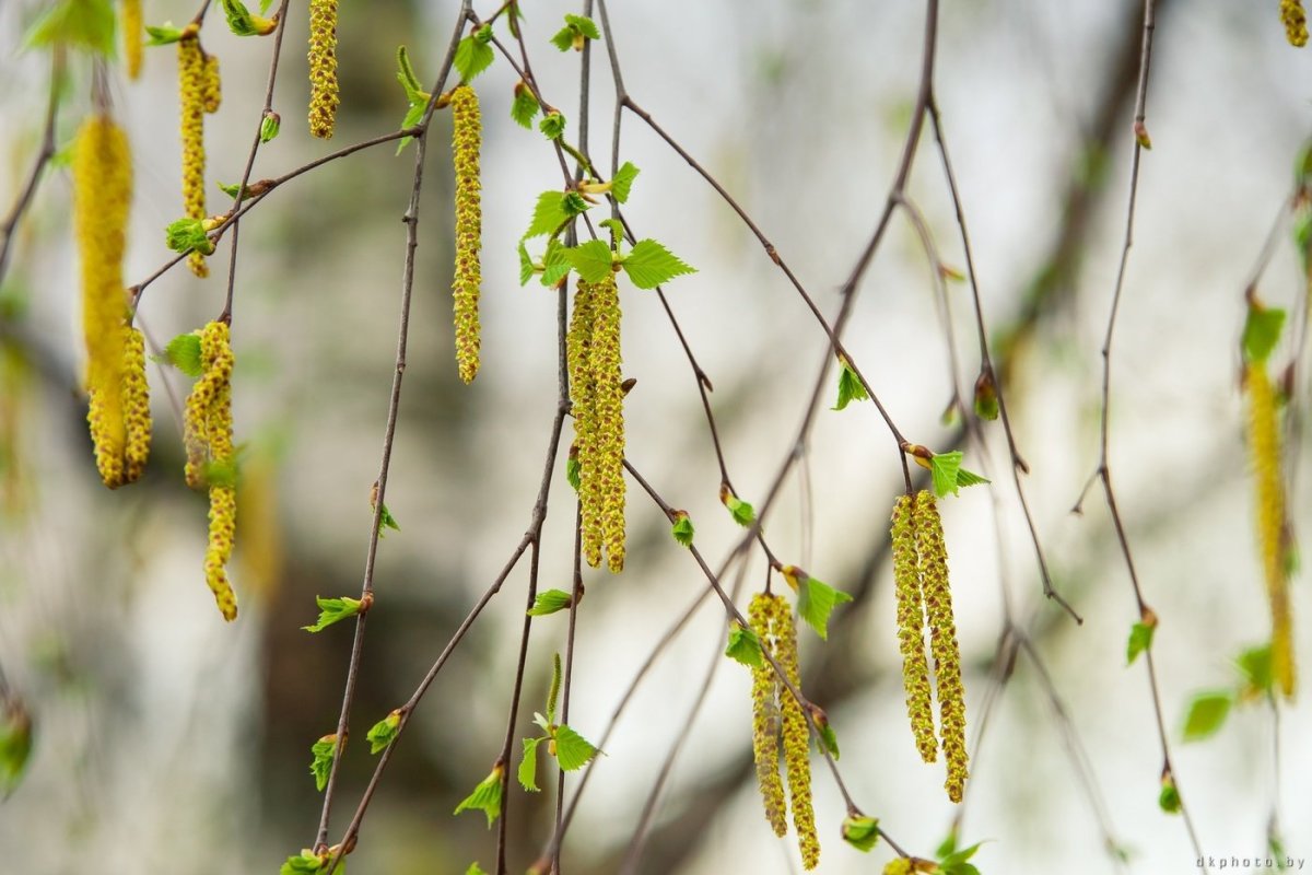Березовые бруньки
