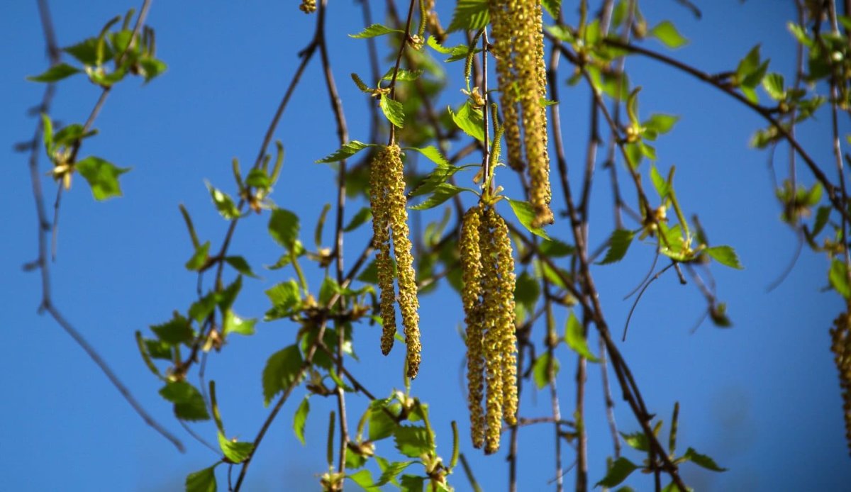 Ветка березы с сережками