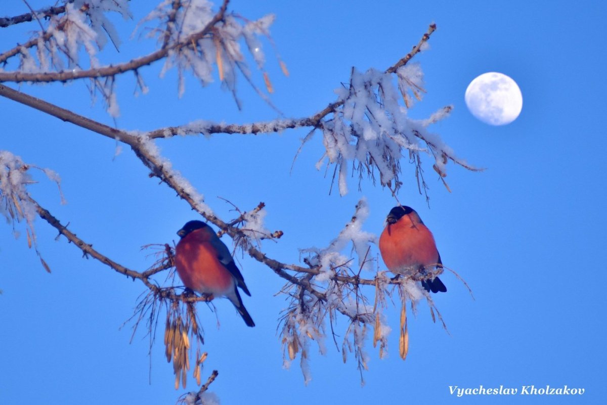 Красивые зимние птицы