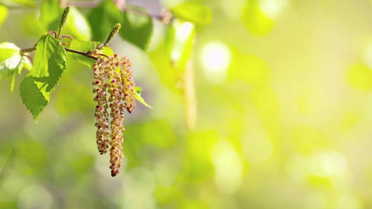 Фон для фотошопа Весна березовые сережки