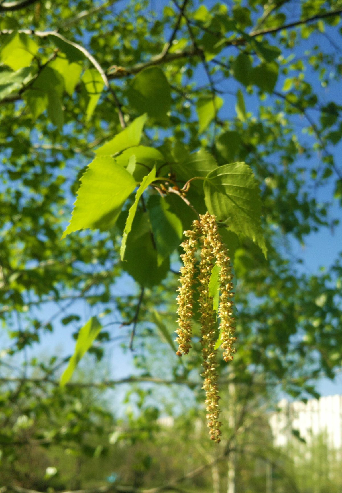 Березка с листочками сережками
