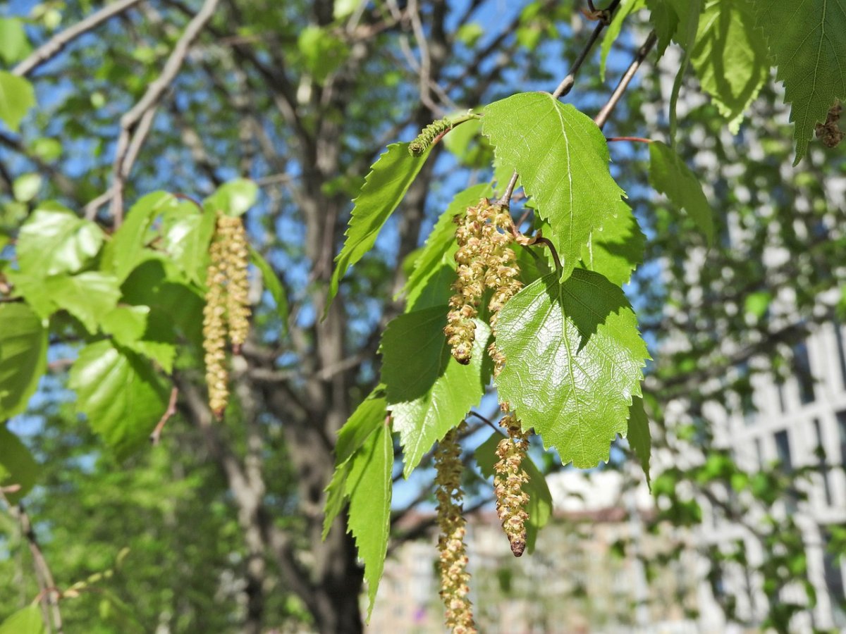 Березовые сережки