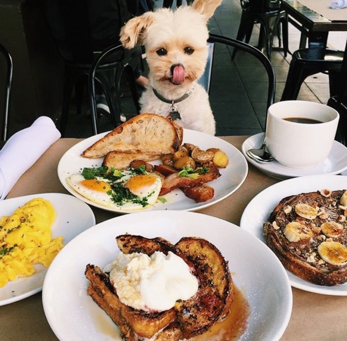 Собака за столом с едой