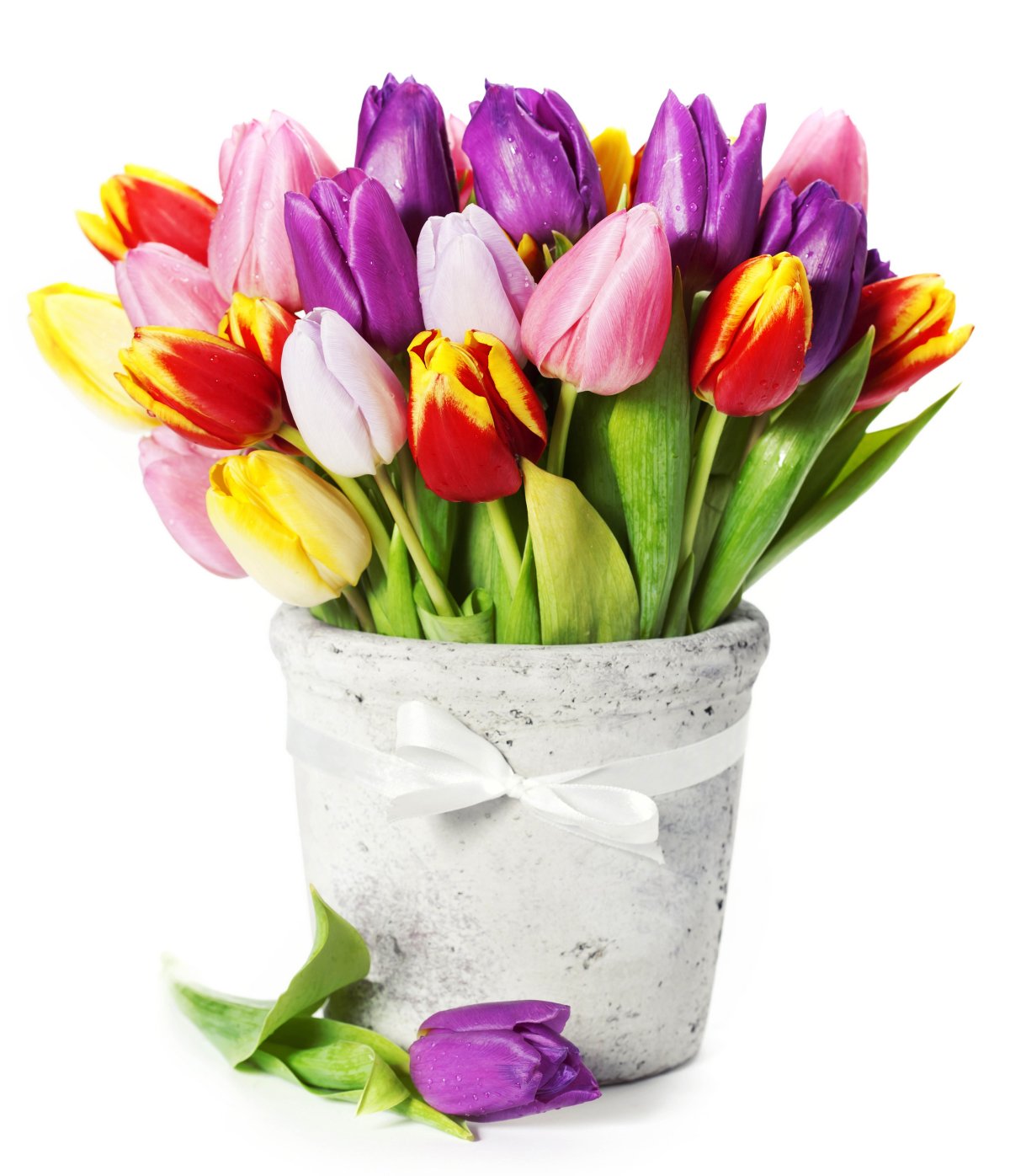 С днём рождения тюльпаны